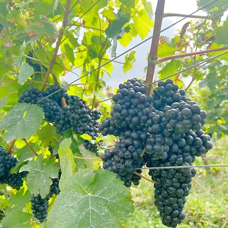 霍夫格瑞凡妮莎特酒店 维尔茨堡