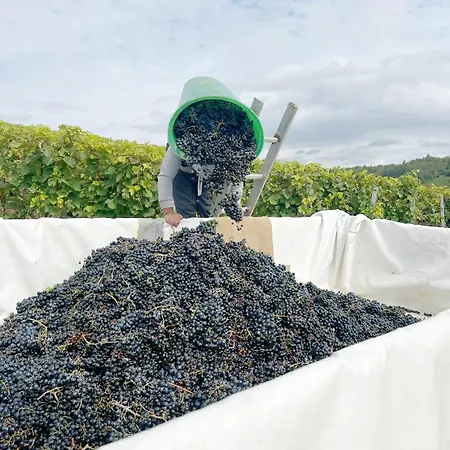 Hotell Greifensteiner Hof Würzburg