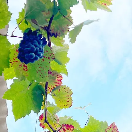 Hotell Greifensteiner Hof