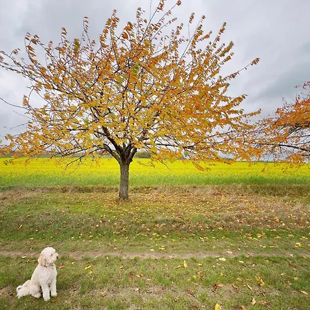 Hotell Greifensteiner Hof Würzburg