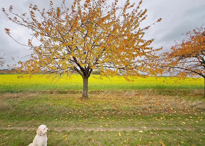 Hotel Greifensteiner Hof Würzburg